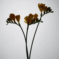 BYREDO Düfte·Parfum Spray|