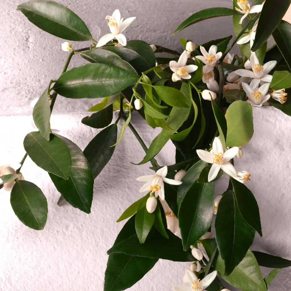 DOLCE&GABBANA Düfte·Eau De Parfum Spray|