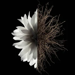 Givenchy Körperpflege·Body Oil|