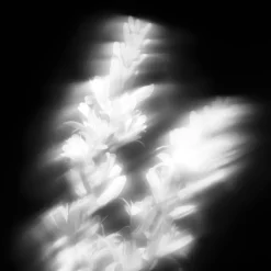 Maison Crivelli Düfte|