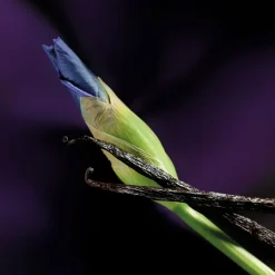 Maison Crivelli Düfte|