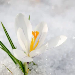 Maison Crivelli Düfte|