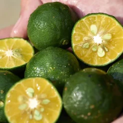 Shiseido Reinigung·Cleansing|