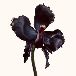 TOM FORD Düfte·Parfum Spray|