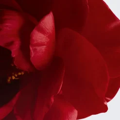 CHANEL Make-Up|VERLEIHT LEUCHTKRAFT - SPENDET FEUCHTIGKEIT - SCHÜTZT